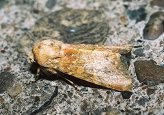 Polymixis argillaceago