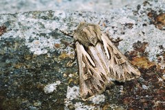 Eucoptocnemis optabilis