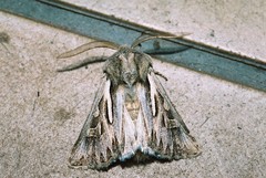 Eucoptocnemis optabilis