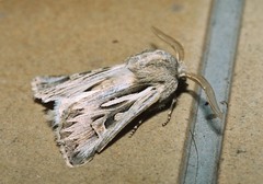 Eucoptocnemis optabilis