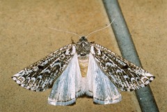 Compsoptera jourdanaria