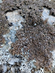 Phaeophyscia endococcina