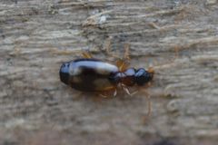 Calodromius spilotus
