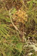 Asclepias macropus