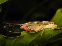 Platylomia larus