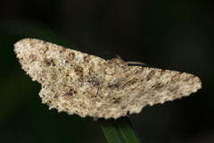Racotis boarmiaria