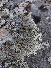 Xanthoparmelia stenophylla