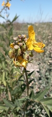 Senna scabriuscula
