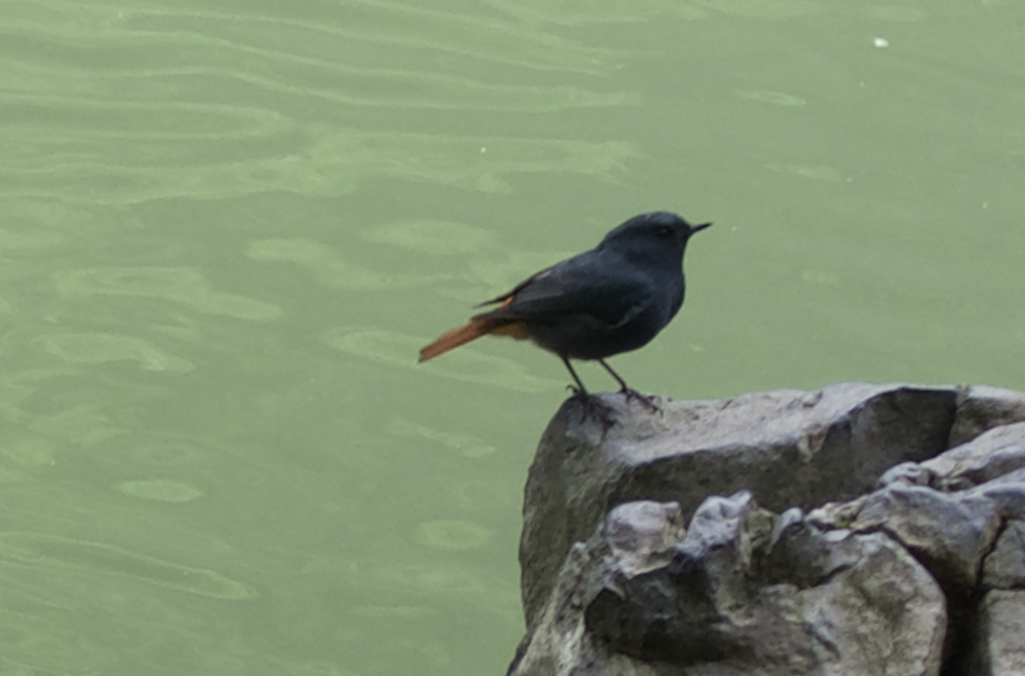 Plumbeous Water Redstart