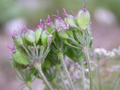 Heracleum austriacum siifolium