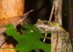 Kurixalus eiffingeri