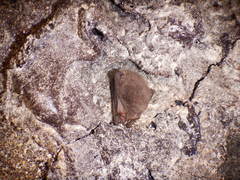 Corynorhinus mexicanus