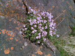 Rhammatophyllum fruticulosum