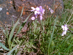 Rhammatophyllum fruticulosum