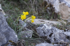 Narcissus assoanus assoanus