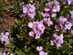 Rhammatophyllum fruticulosum