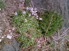 Rhammatophyllum fruticulosum