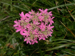 Heracleum austriacum siifolium