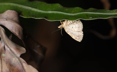 Chaetolopha incurvata