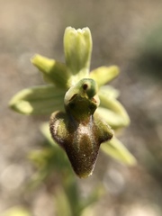 Ophrys sphegodes sphegodes