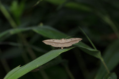 Ugia insuspecta