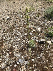 Ophrys sphegodes sphegodes