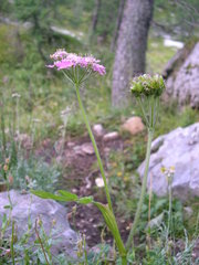 Heracleum austriacum siifolium