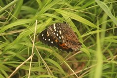 Paralethe dendrophilus