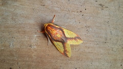 Symphlebia