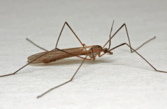 Tipula pagana