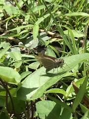 Pelopidas mathias mathias