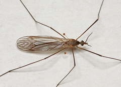 Tipula pagana