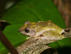 Kurixalus eiffingeri