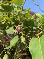 Solanum pelagicum