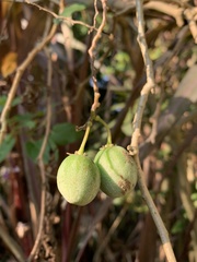 Solanum pelagicum
