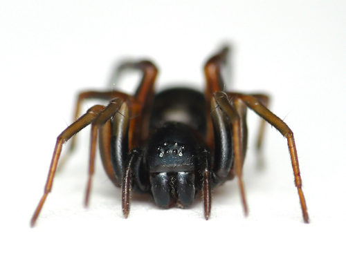 Two-banded Ant-mimic Sac Spider