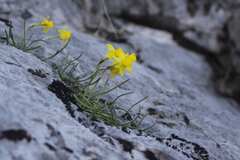 Narcissus assoanus assoanus