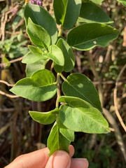 Solanum pelagicum
