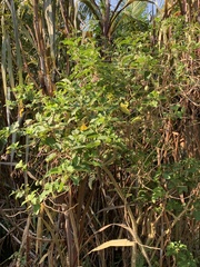 Solanum pelagicum