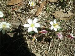 Zephyranthes sessilis