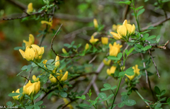 Genista patens