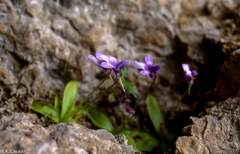 Pinguicula dertosensis