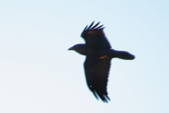 Corvus corax corax