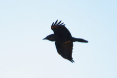 Corvus corax corax