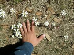 Zephyranthes sessilis