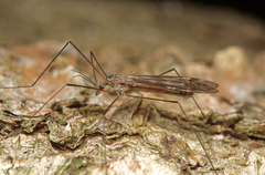 Tipula limbata
