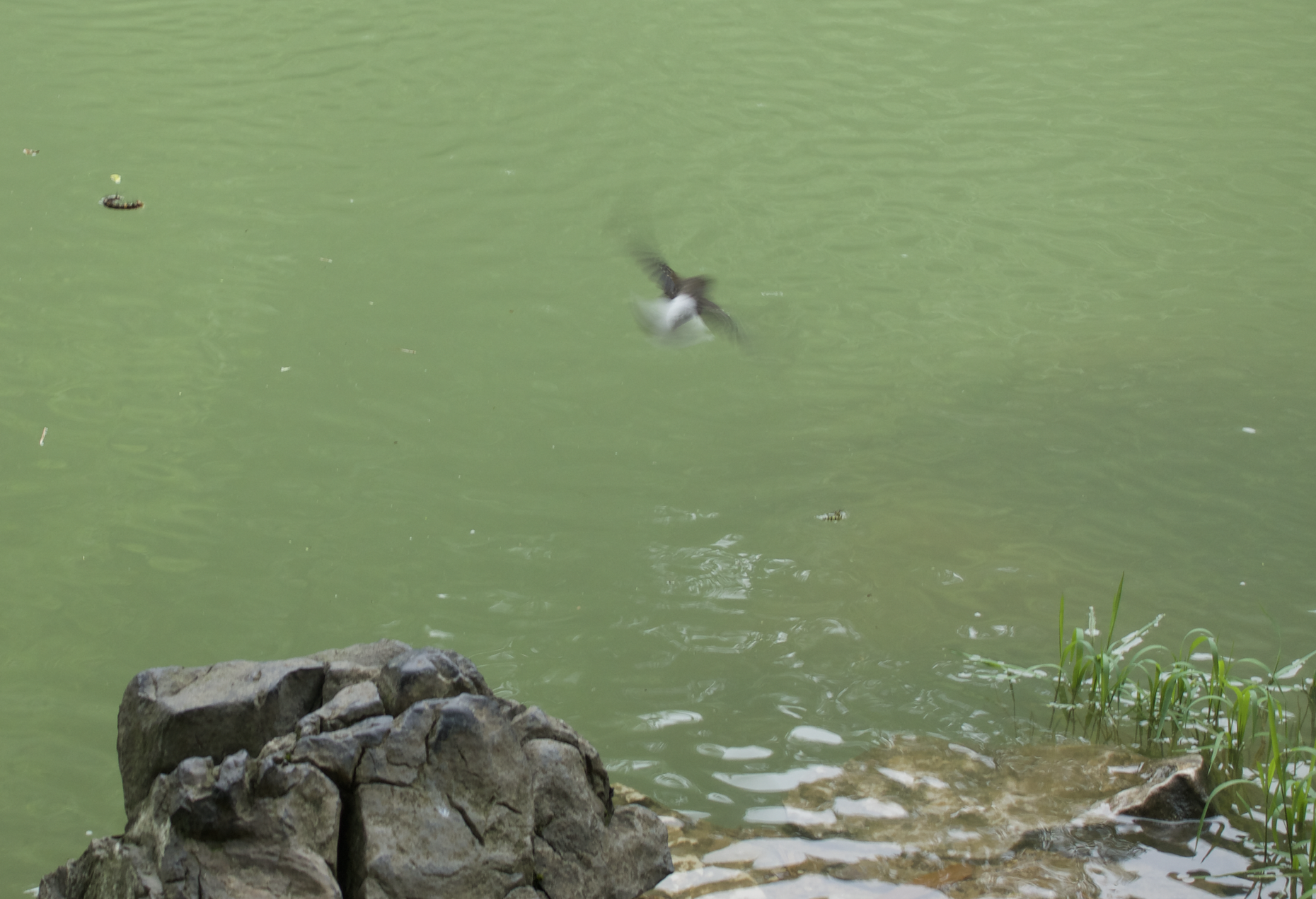 Plumbeous Water Redstart
