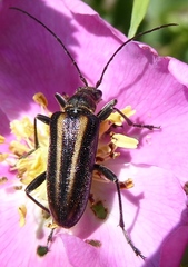 Cortodera longicornis