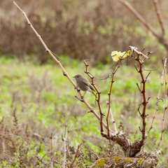 Phoenicurus ochruros