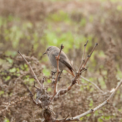 Phoenicurus ochruros